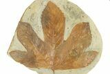 Fossil Sycamore Leaf (Macginitiea) - Montana #271005-1